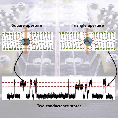 metal box for ion channels with multiple conductance states|Recent Advances in Metal.